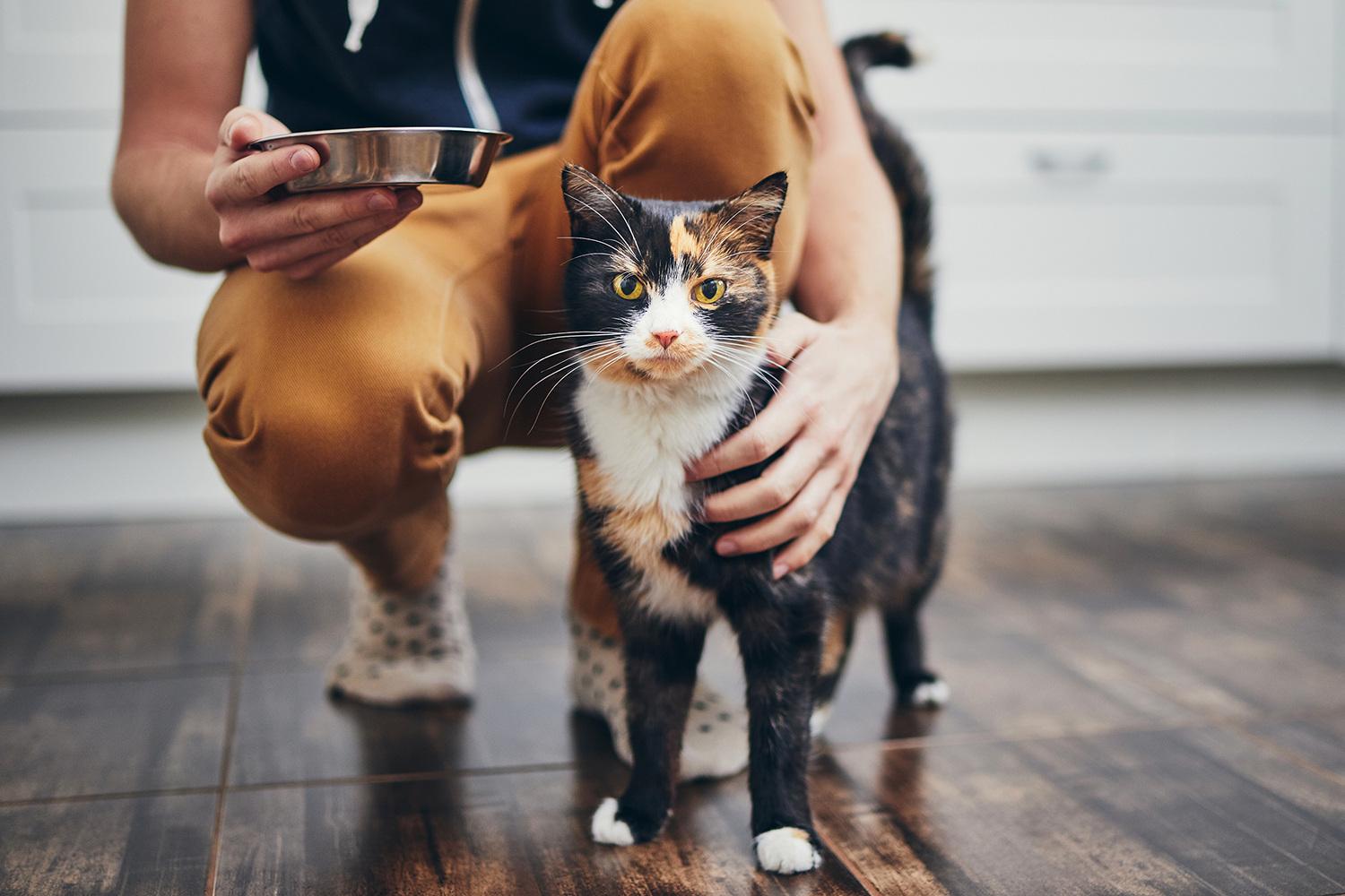 Tri-colored cat with owner holding a metal bowl.
